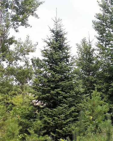 30 BALSAM FIR Tree Abies Balsamea Christmas Tree Silver Pine Canadian Fir Native Evergreen Seeds